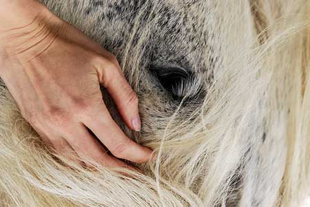 Angstfrei reiten